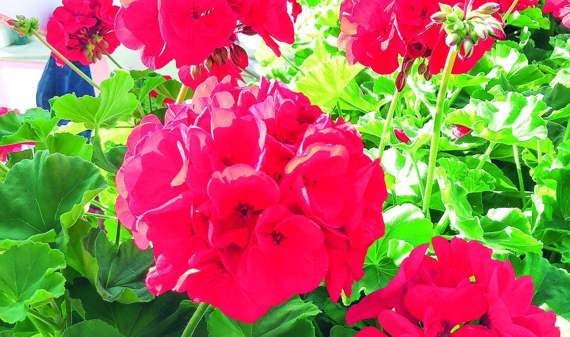Geraniums are prominent in many a grave marker plantings for Memorial Day