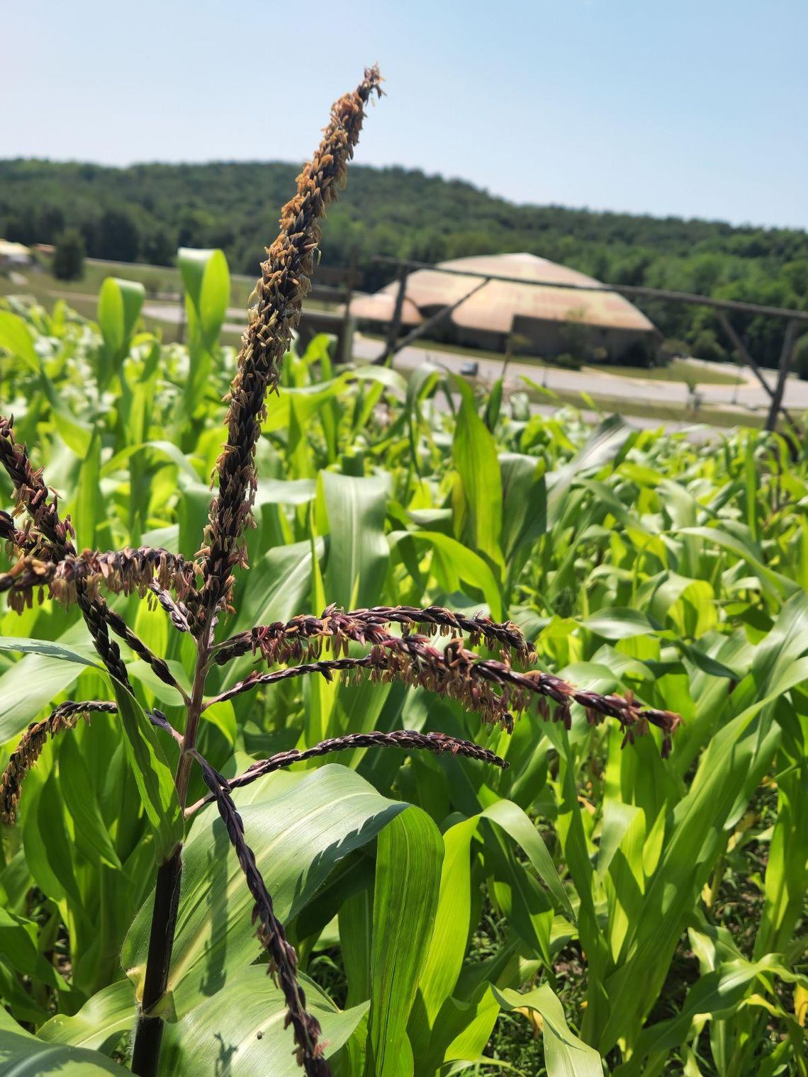 Corn planted by the GTB's Agriculture and Food Sovereignty Department is pictured at the Peshawbestown Farm. Courtesy photo