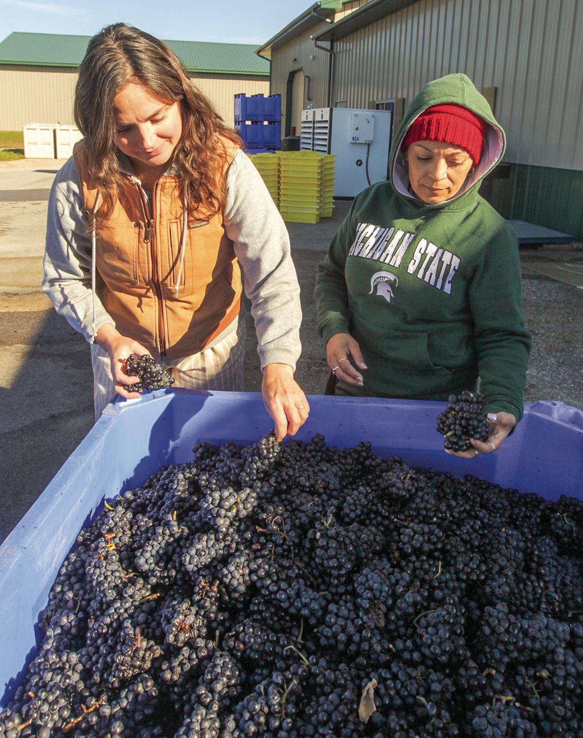 Harvest in full swing Harvest in full swing