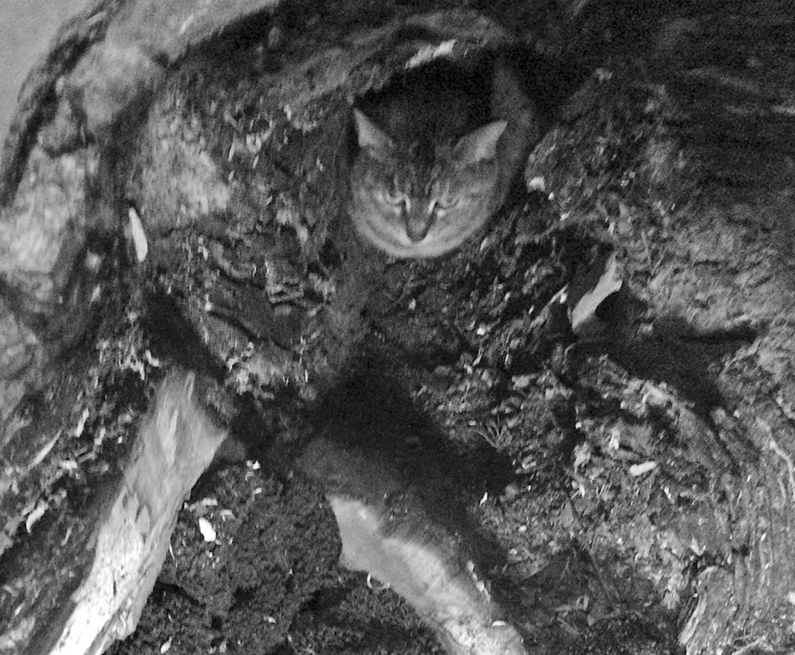 Hidy the elusive cat