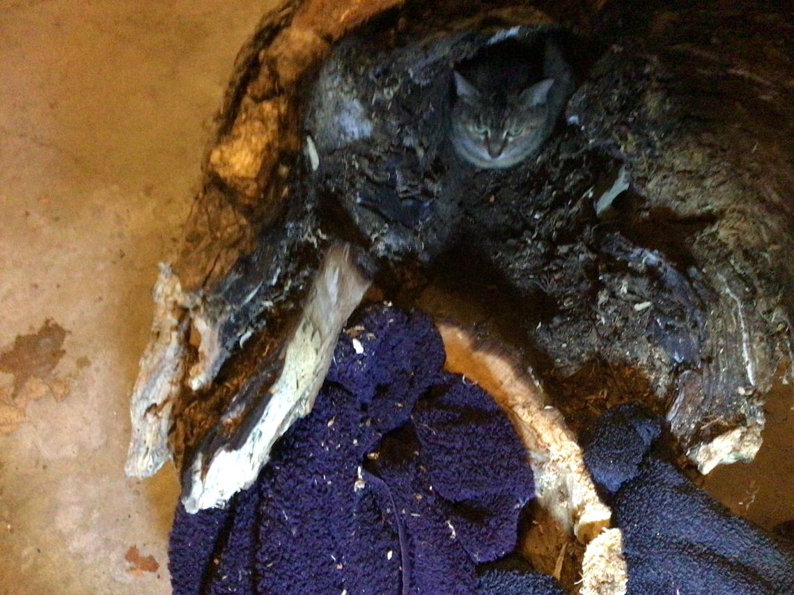 'Hidy' the elusive cat found in tree root