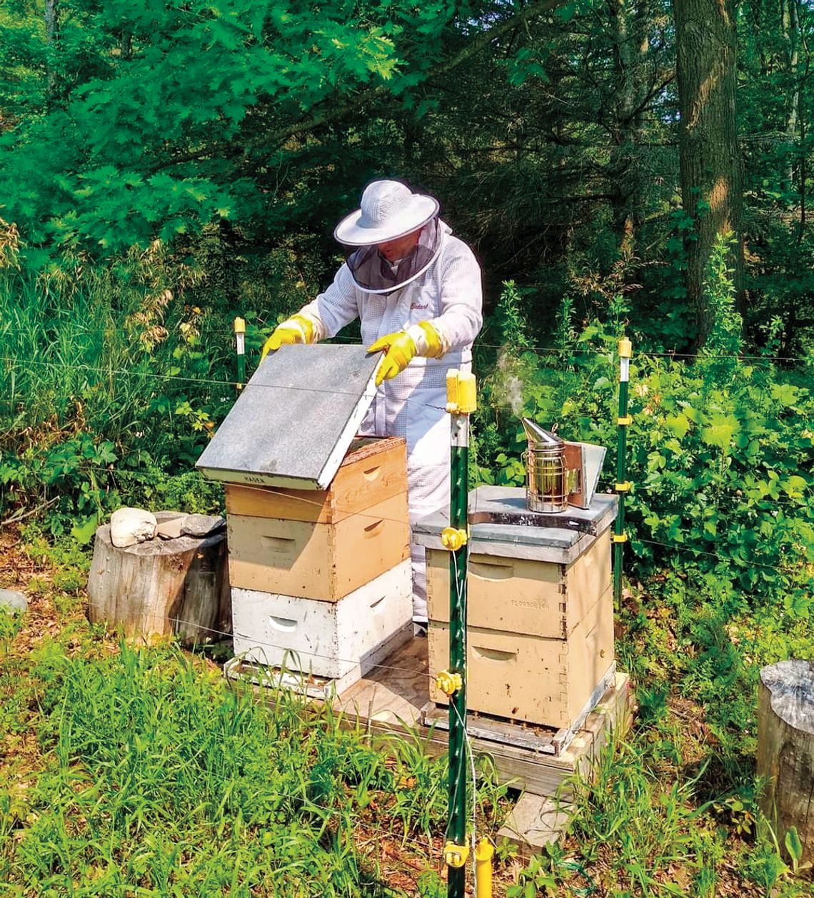 Northport resident Scot Wack, pictured here, suited up during a harvest, has been producing and selling local honey at his store, Northport Trading Post, for the past five years. Courtesy photo