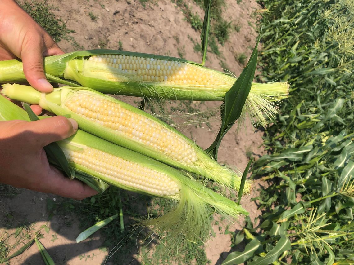 Sweet corn season has officially begun in Centerville Township. 