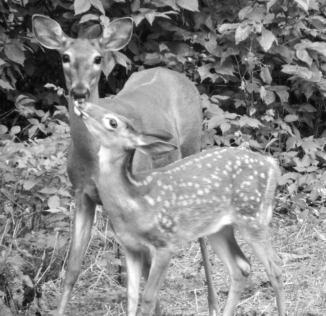 If you encounter a fawn