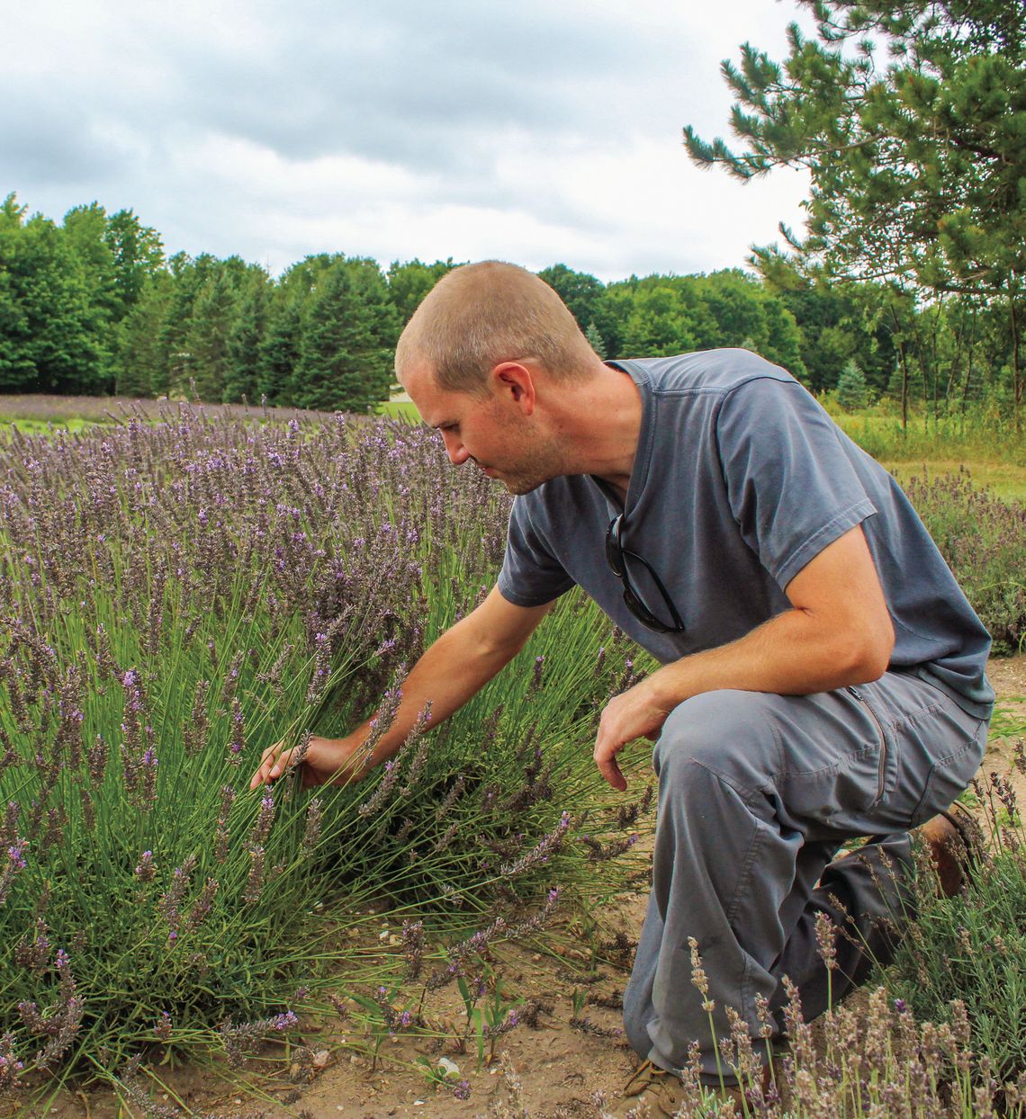 Joe Adams of Maple City harvesting lavender on his “Full Circle” farm. Enterprise photo by Brian Freiberger