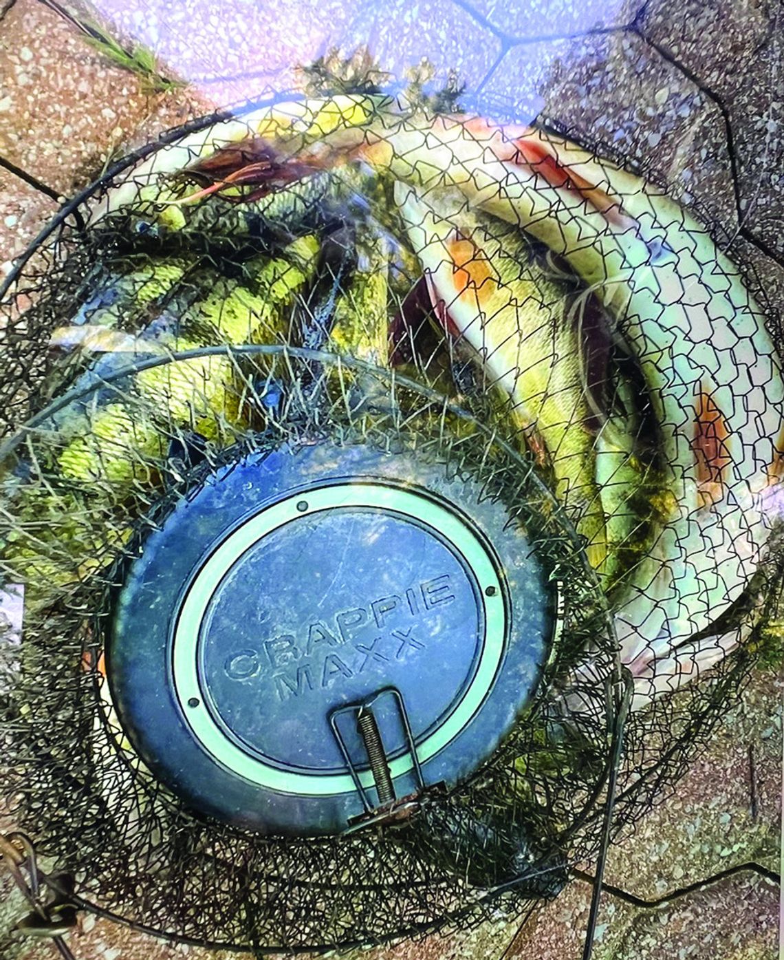 Pat Kolarik and Ed Martin may not have won the walleye tournament, but they were happy with a net-full of jumbo walleyes caught in south Lake Leelanau. Courtesy photo