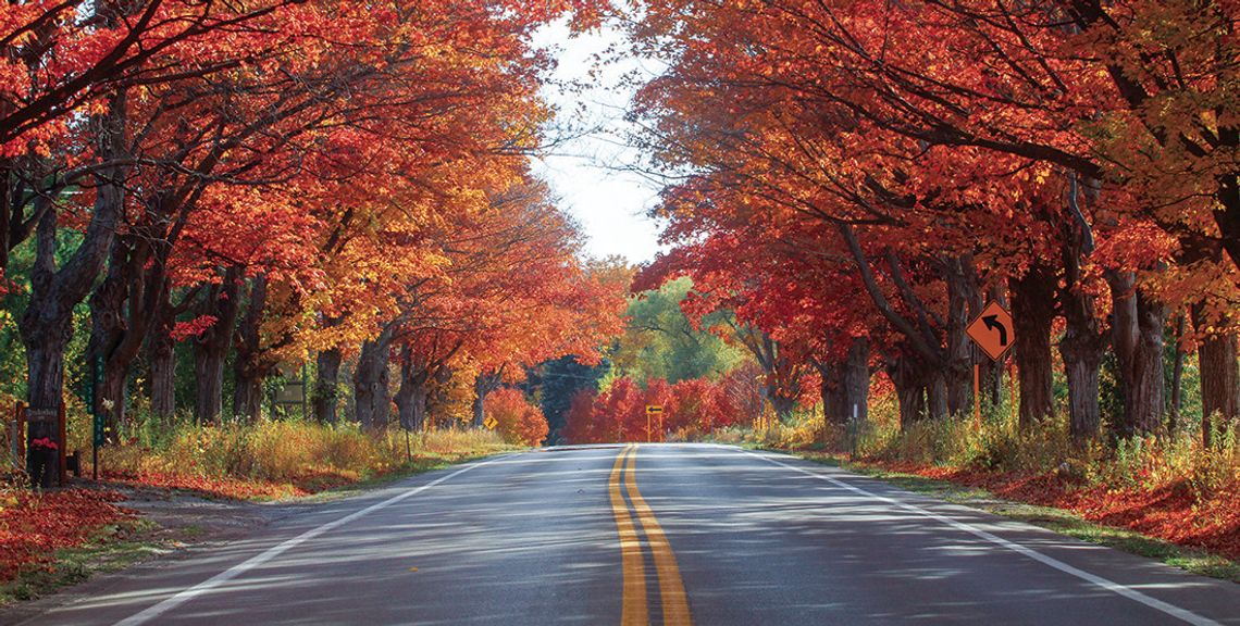 Leelanau’s own “tunnel of trees” just south of M-204 on M-22 is alive with color. Enterprise photo by Brian Freiberger