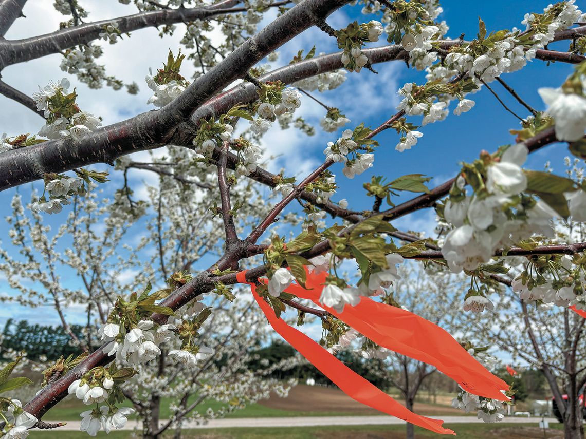 Sweet cherries, like the ones pictured here, are at 95-100% in bloom as of Wednesday, according to reports from Northwest Michigan Horticultural Research Center. Photo courtesy of Nikki Rothwell