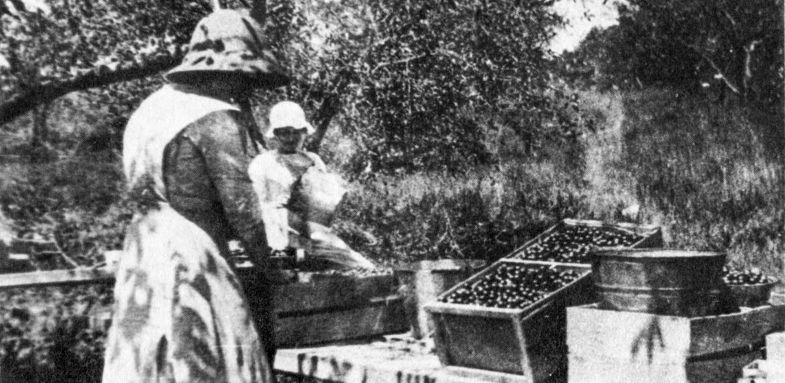 Effie Ranger, foreground, and Christine Talgo clipping and packing cherries in 16 quart crates at the Julius Brace orchard in 1915. Courtesy photo