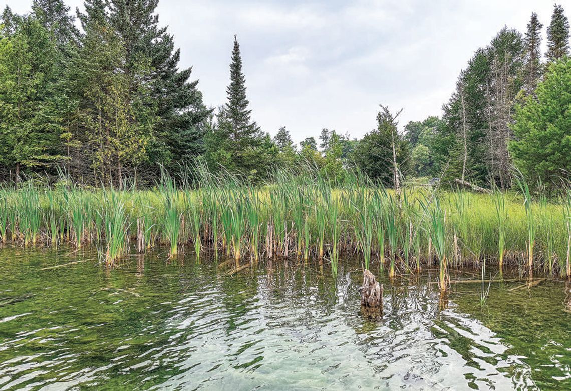 Living filters along lake shorelines Living filters along lake shorelines