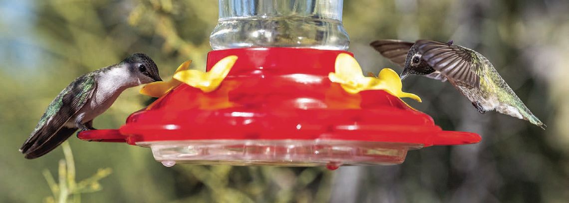Martina Dorn welcomes hummingbirds; DIY feeders Saturday
