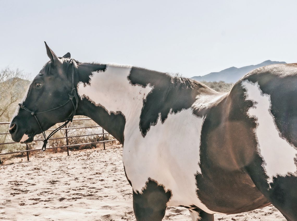 A horse, Lucky Dinero Bosco (pictured here), was elected in July to represent the historic small town of Omena as the seventh mayor, with cats Topsy and Turvy Stephenson serving as co-vice mayors, and another cat, Porsche McKee, serving as deputy vice mayor. On Lucky’s hip, there’s an outl...