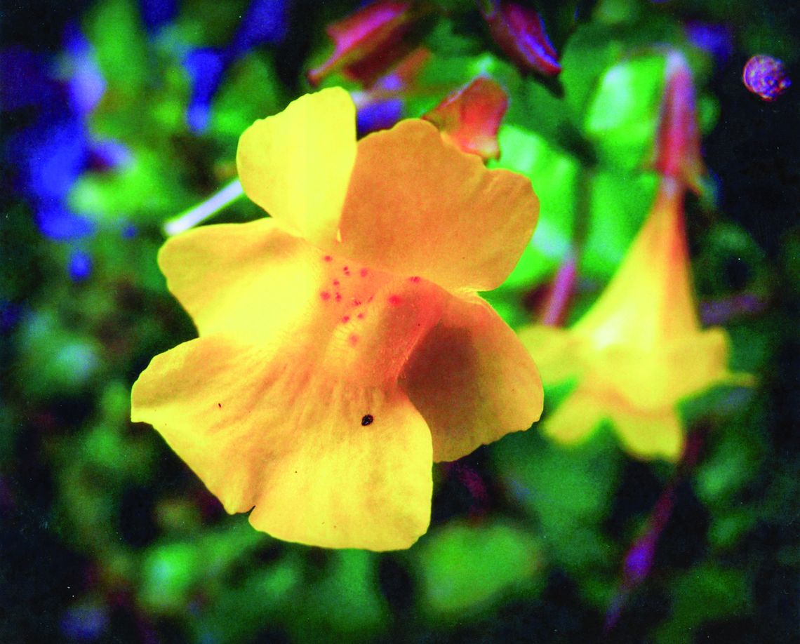 Monkey flower unique to Leelanau
