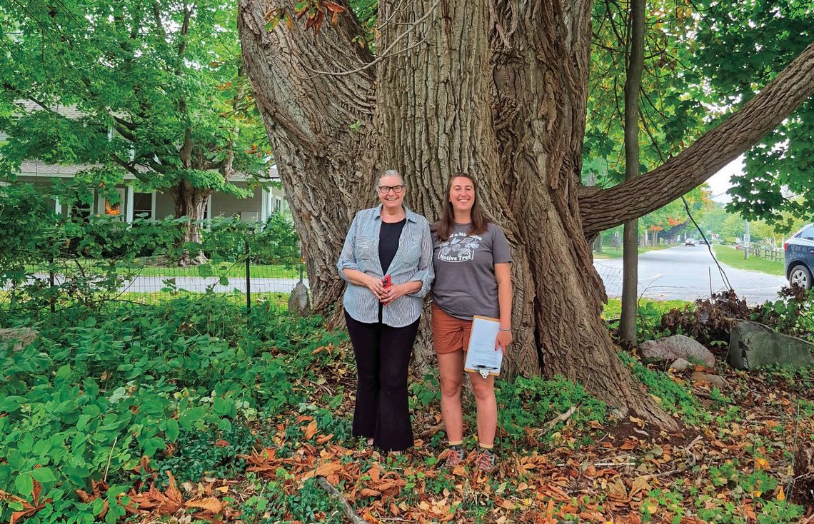 Northport Cottonwood a winner in Big Tree Hunt