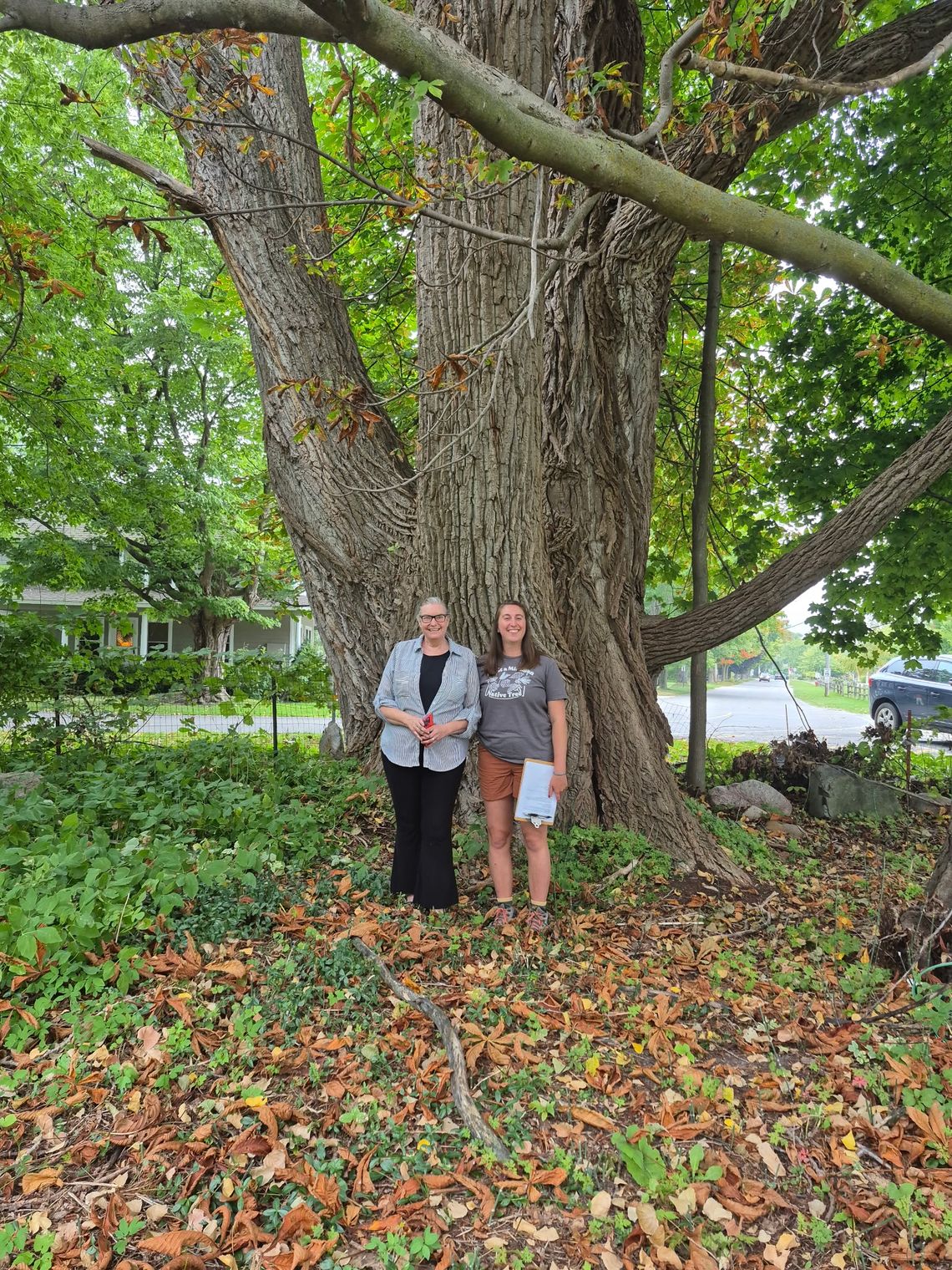 Northport Eastern Cottonwood a winner in Big Tree Hunt