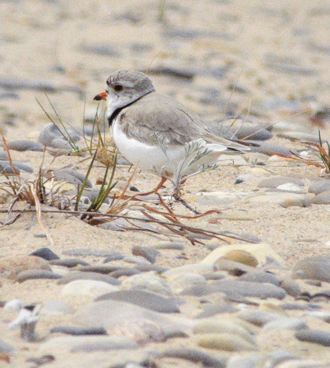 PIPING PLOVER