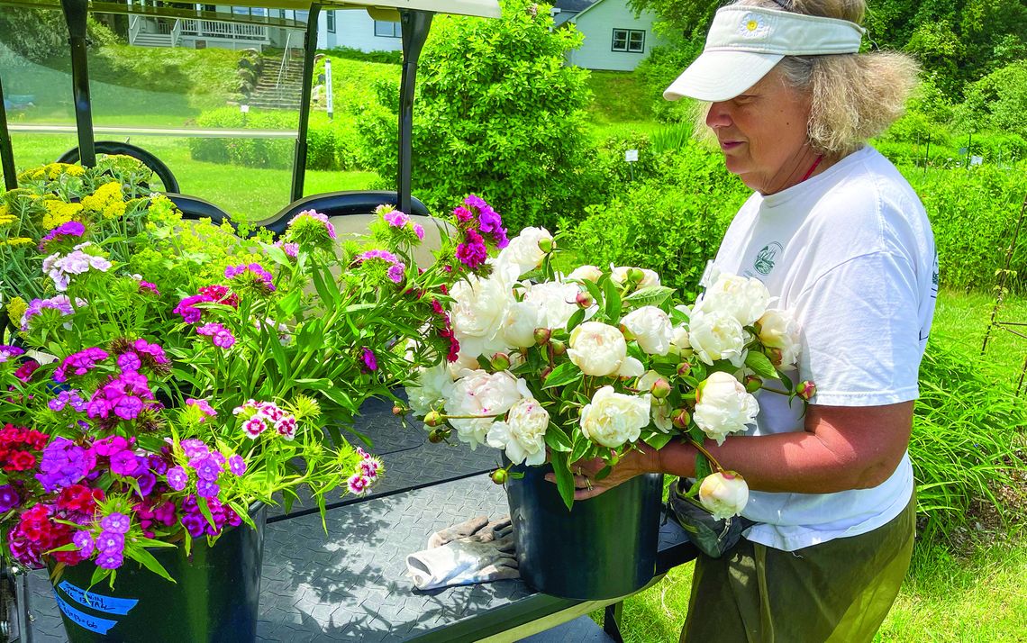Omena Cut Flowers owner Carolyn Faught Omena Cut Flowers owner Carolyn Faught loads up her golf cart with some of the many peonies blossoming on Thursday afternoon. Peony season came much earlier this year, Faught said, making this the perfect time to “U-pick” and harvest them at the garden. Enterprise photo by Meakalia Previch...