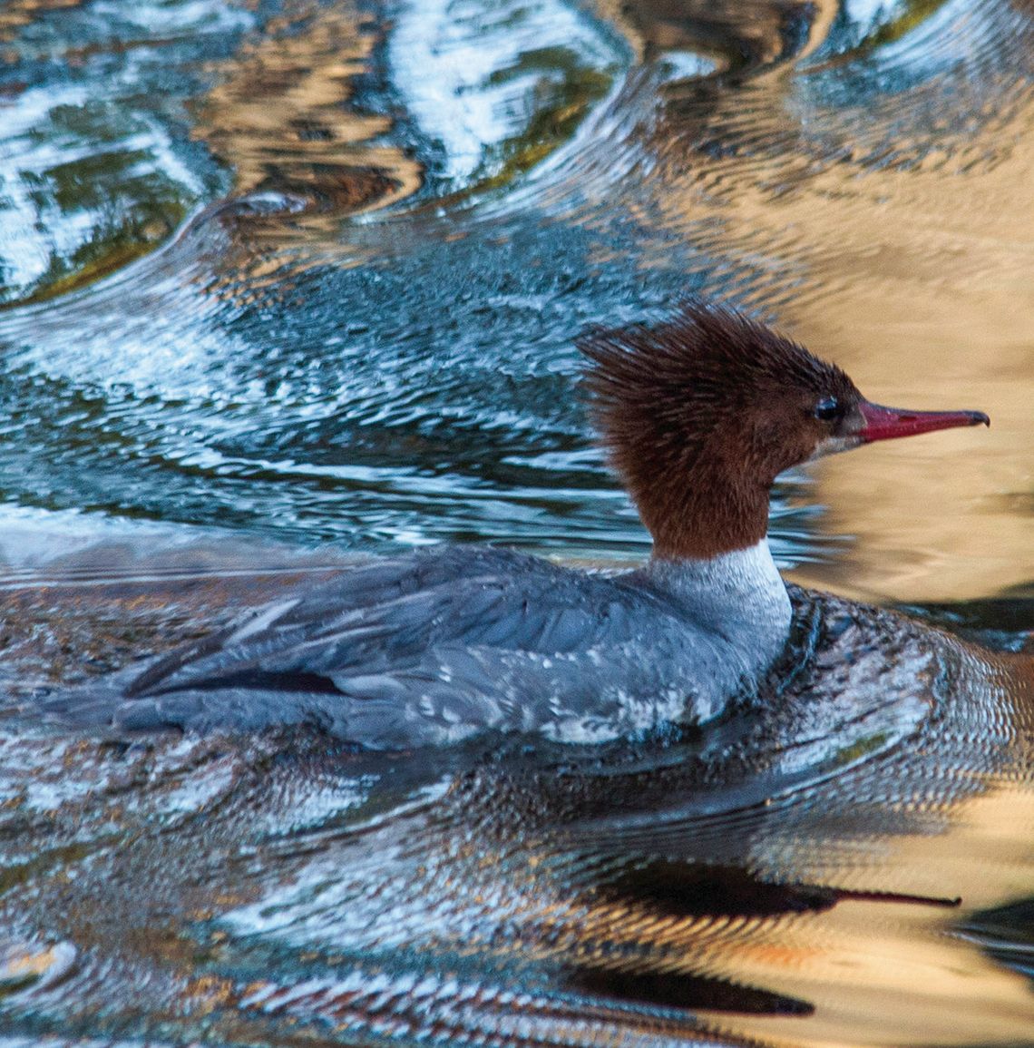 Park Service turns birding into hobby Park Service turns birding into hobby