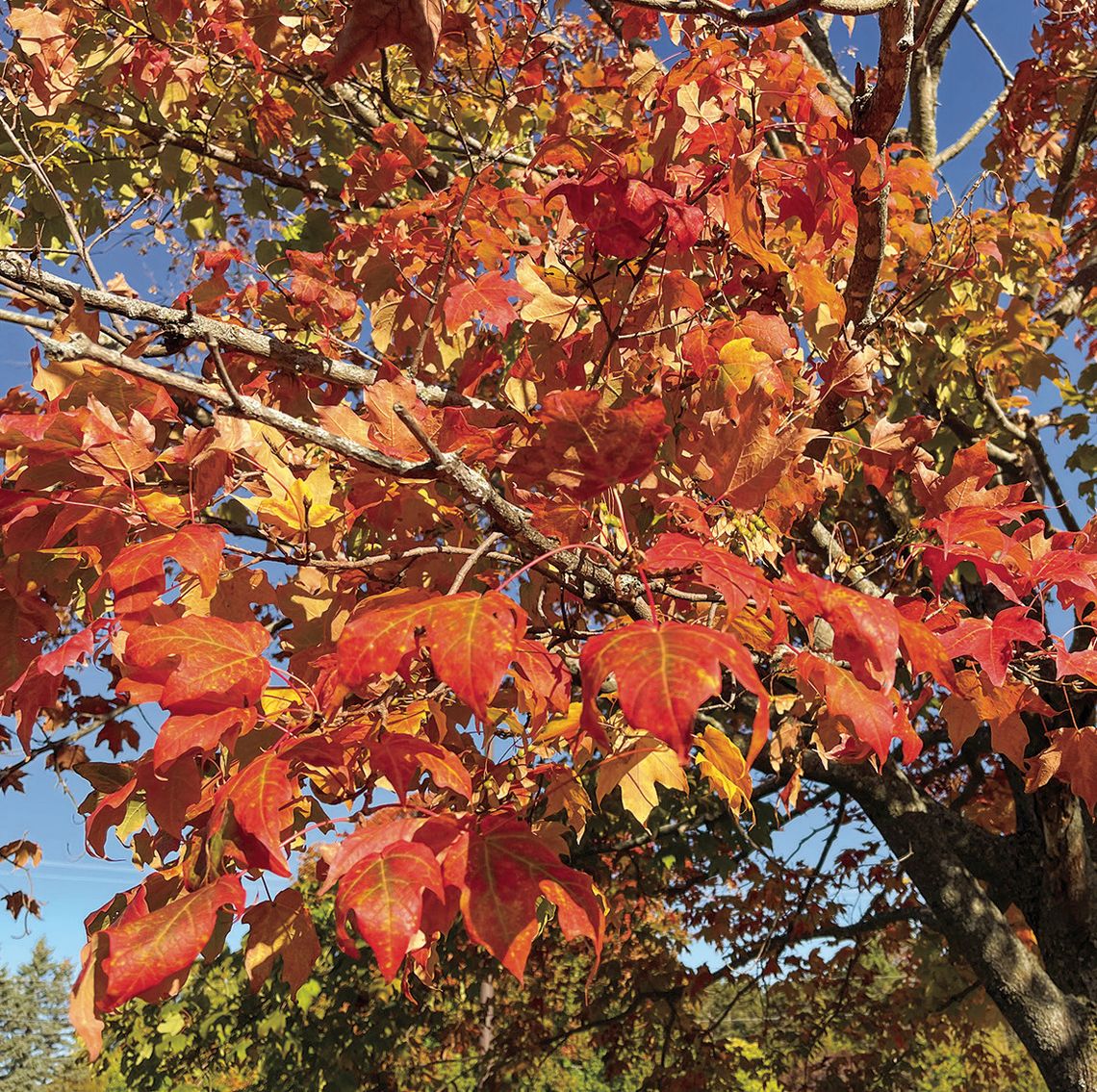 Peak fall color projected for late October Peak fall color projected for late October