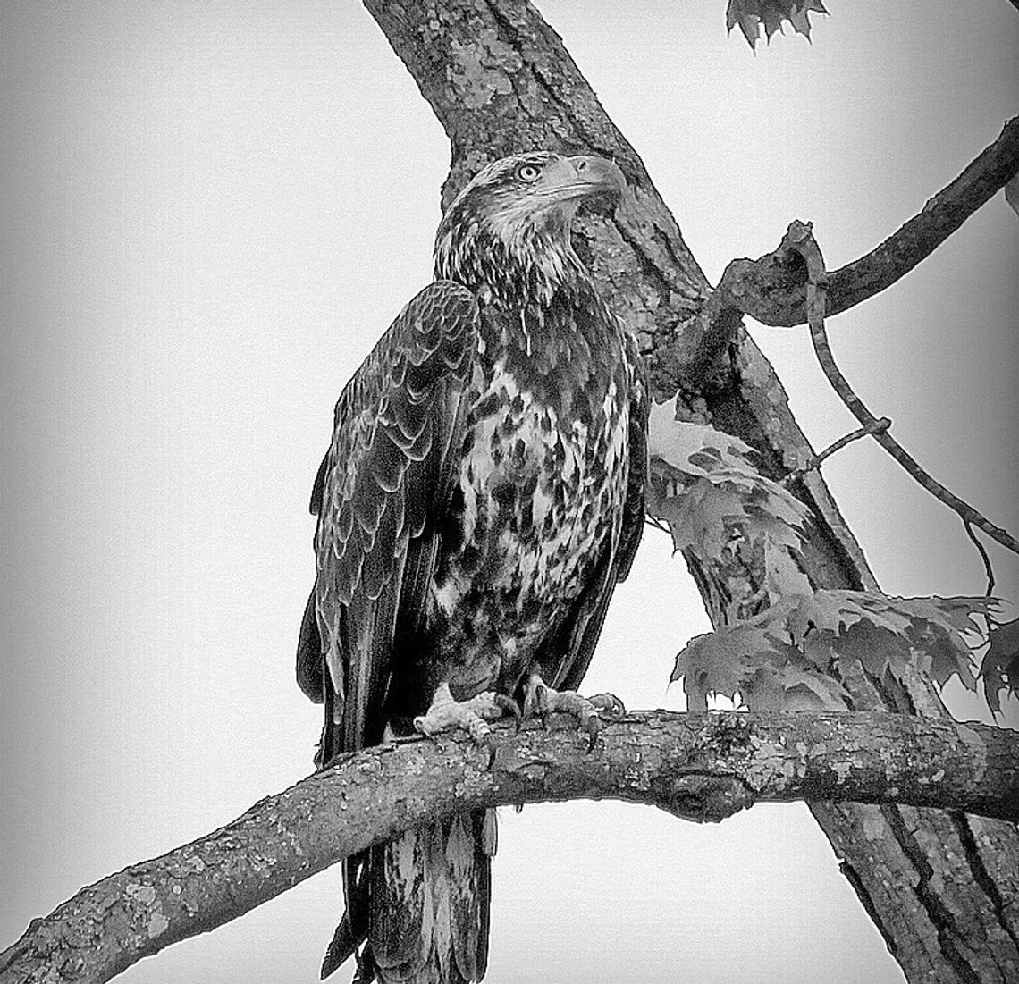 Photographer Bob Jones Photographer Bob Jones of Glen Arbor captured this shot of a juvenile Bald Eagle near Glen Lake.