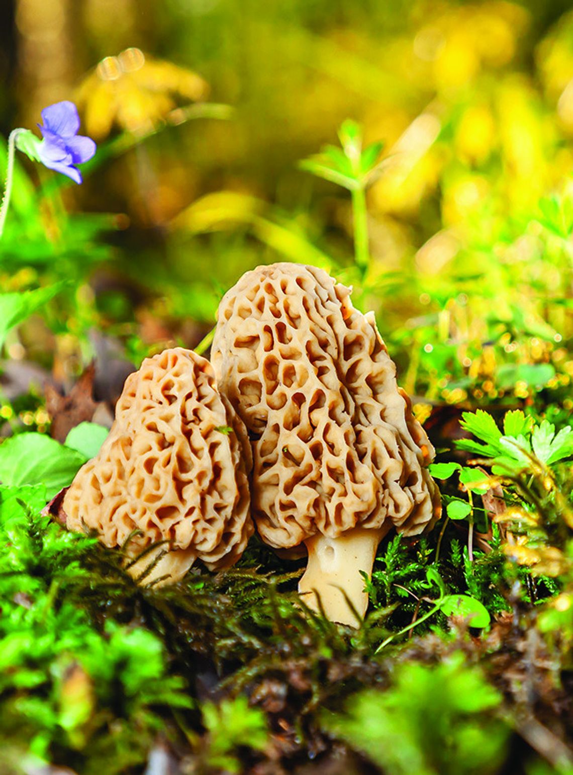 Pickers enjoy extended mushroom ‘season’ Pickers enjoy extended mushroom ‘season’