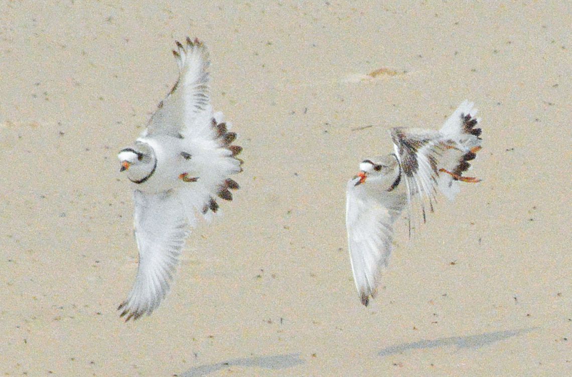 Piping Plovers at Sleeping Bear Dunes National Lakeshore try flying before making the trip south to its winter breeding grounds. Courtesy photo