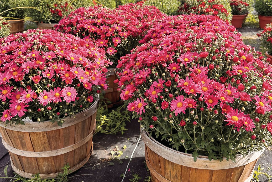 Plant now for fall/ spring color