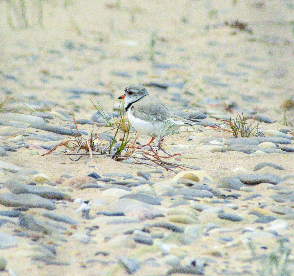 Plover volunteers sought