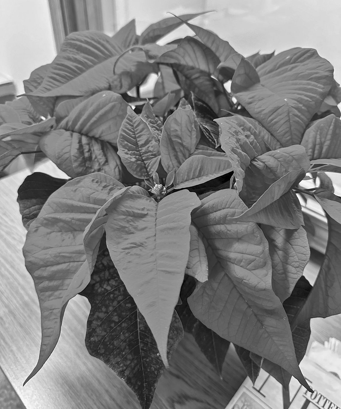 Poinsettia are popping up all over this holiday season
