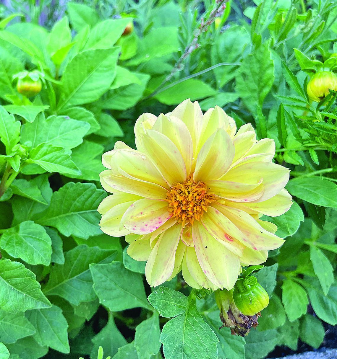 Preparing the flower beds for fall