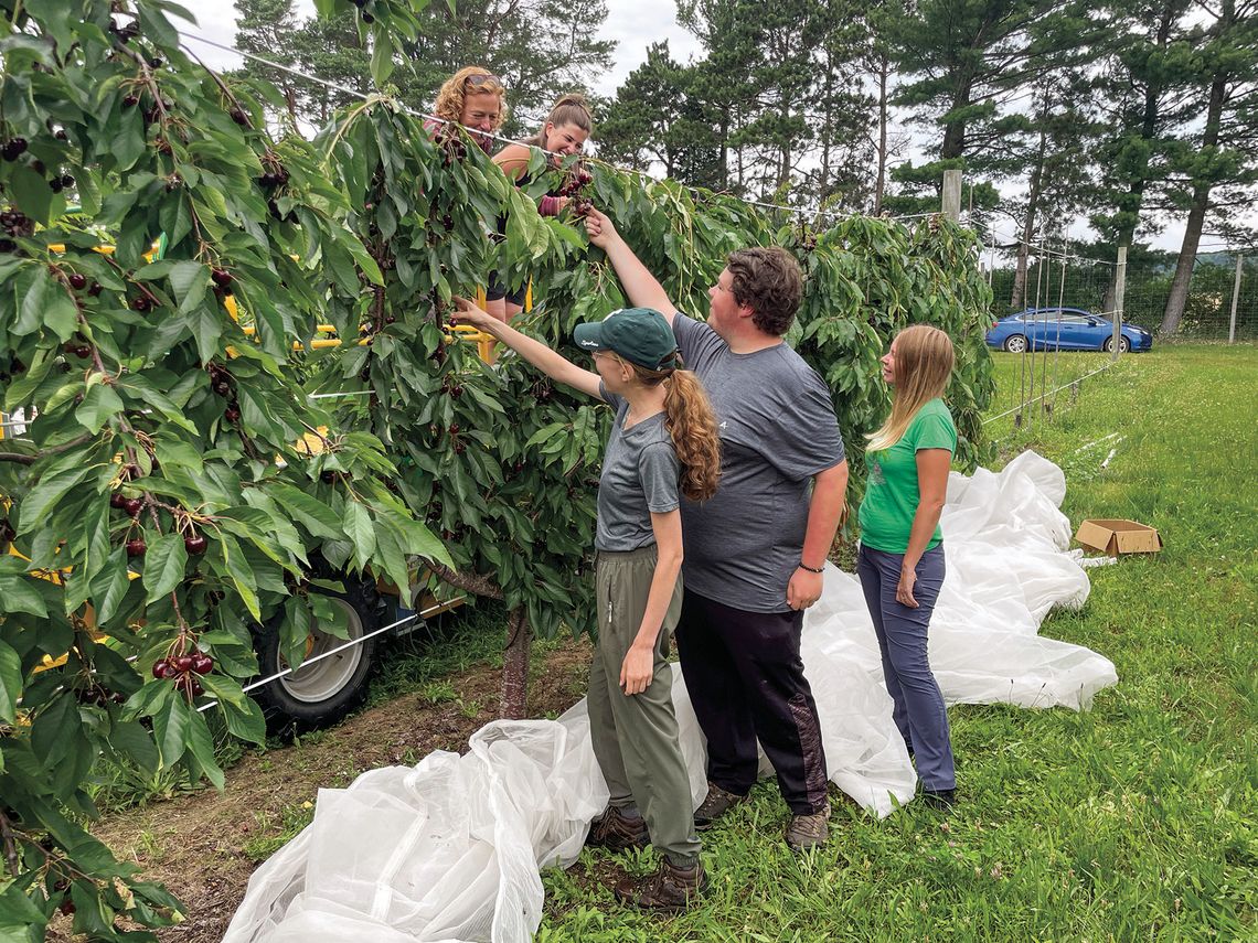 Harvesters are busy getting the 2024 cherry crop off of the trees as farmers battle pests and wet conditions. Sidney Collino (left), Trevor Markood (middle), Rachel Fredrickson (right), Karen Powers (top-left), and Jess Sinnaeve (top-right) of the Michigan State Horticultural Center in Bin...