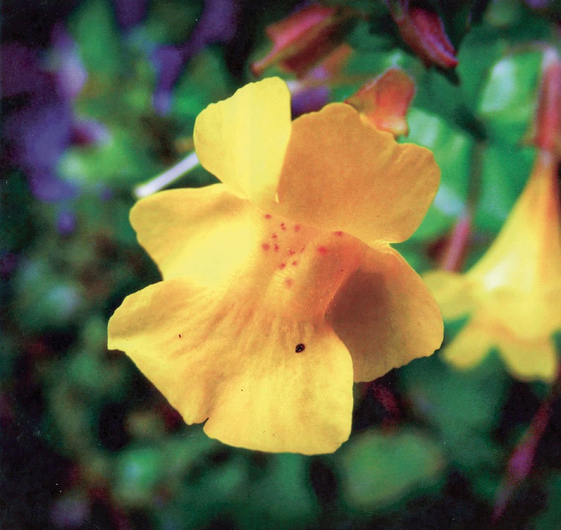 Rare monkey-flower found by accident Rare monkey-flower found by accident