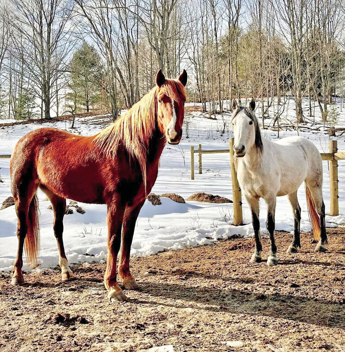 Horse North Rescue, which takes in horses from northern Michigan and the Upper Peninsula, moved to a 10-acre parcel west of Interlochen earlier this year. The organization is run by volunteers and seeks to find permanent homes for equines seized by animal control or surrendered by their pr...