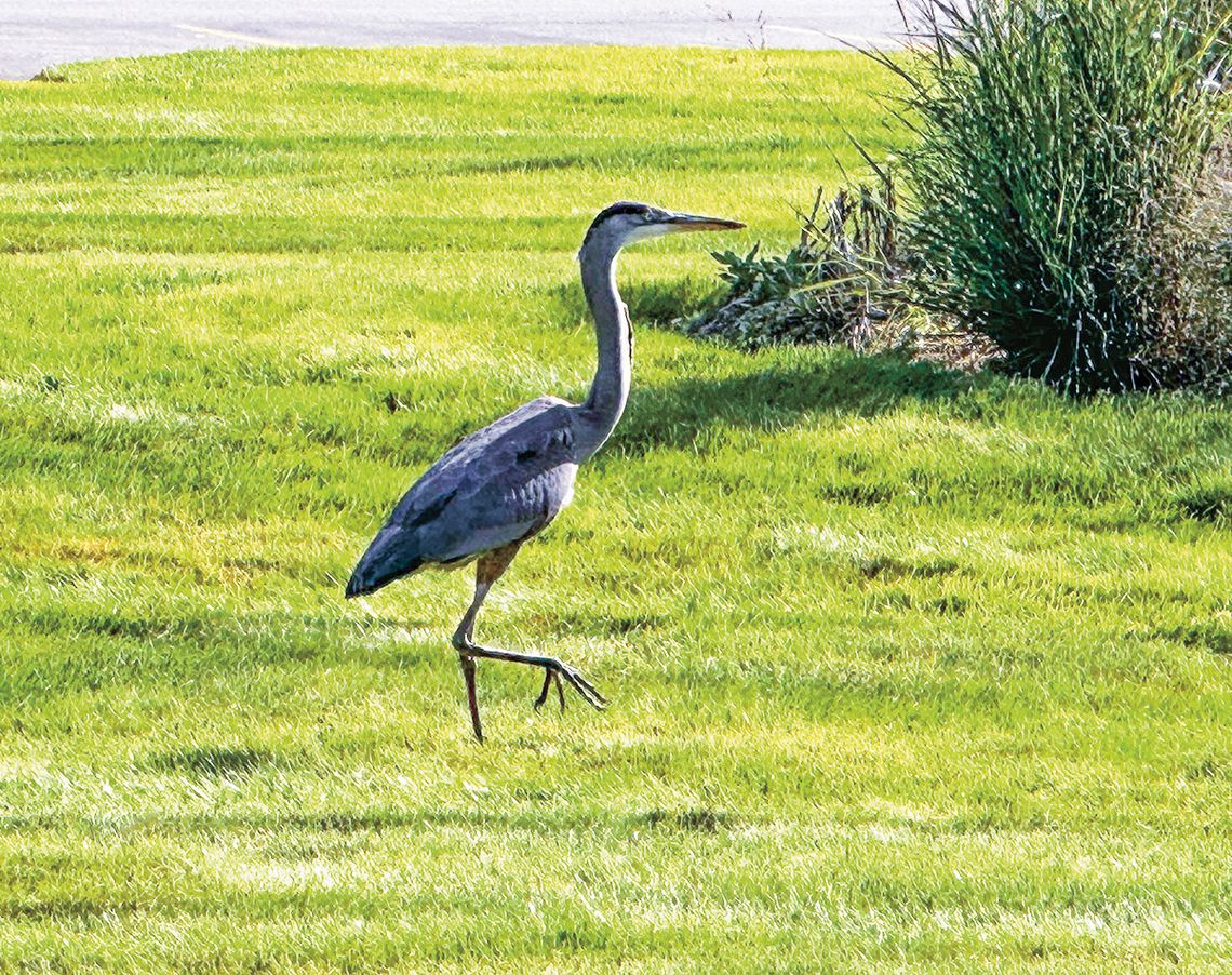 Sandhill Cranes begin their migration journey Sandhill Cranes begin their migration journey by leaving their nesting grounds in late summer and early fall. Migration of large flocks starts in southern Michigan in October and lasts until late November. This crane was spied on the lawn at the Enterprise. Enterprise photo by Amy Hubbell