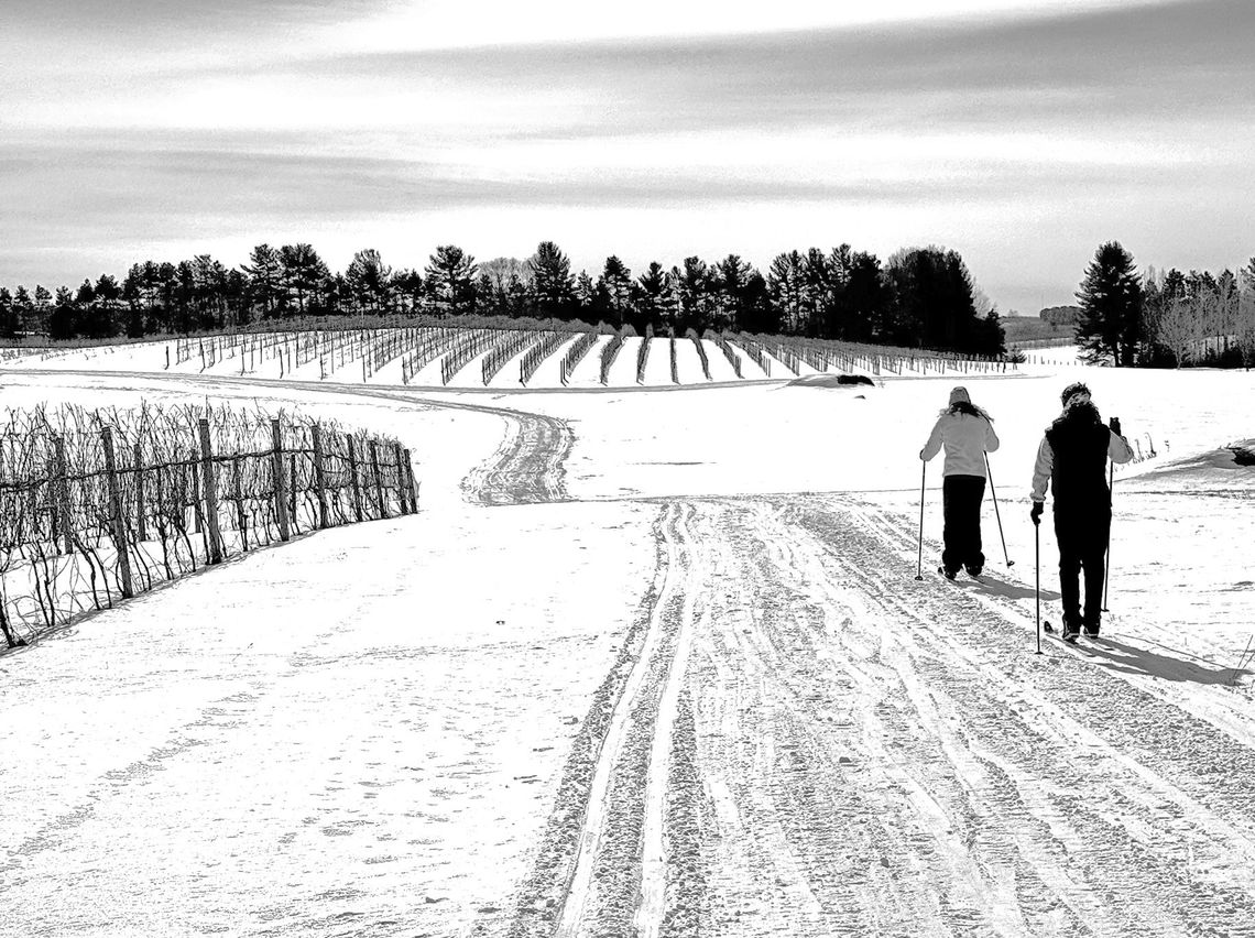 ‘Snow on The Vines’ in February ‘Snow on The Vines’ in February