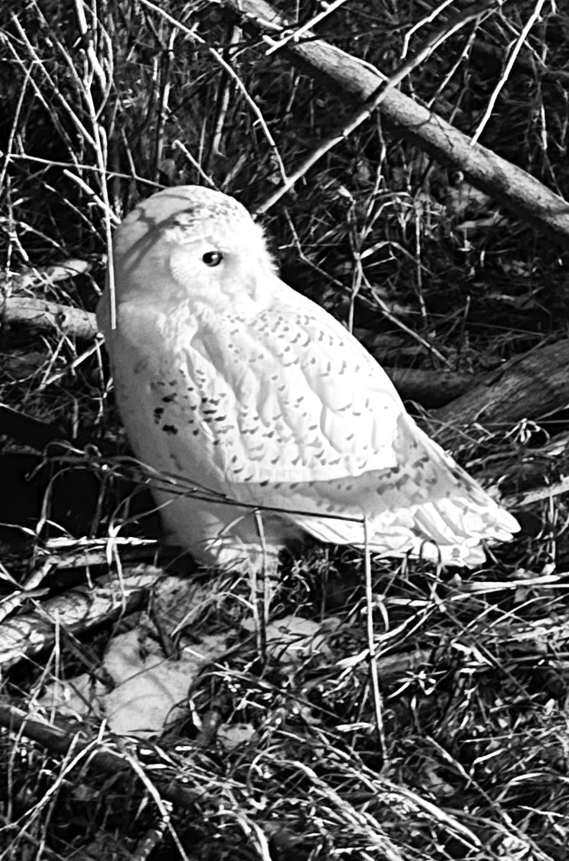 North Sky Raptor Sanctuary took in its first snowy owl of the season in Empire last month, where it has been in recovery for the last couple weeks. Snowy owls are Arctic breeders and migrate south for the winter, giving Michiganders a chance to get a glimpse of them in open areas during th...