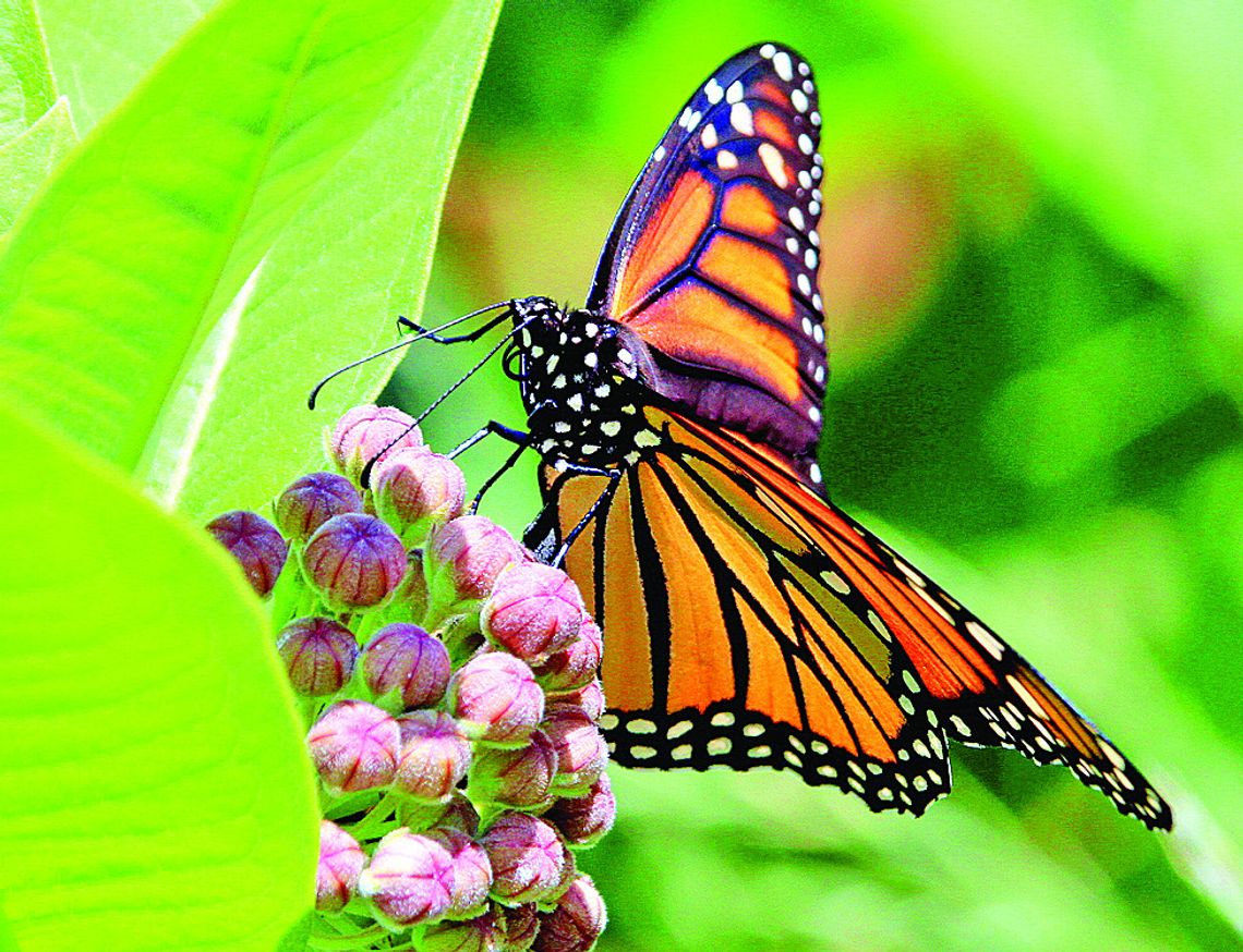 Bob Jones of Glen Arbor captured this monarch butterfly investigating a milkweed plant.