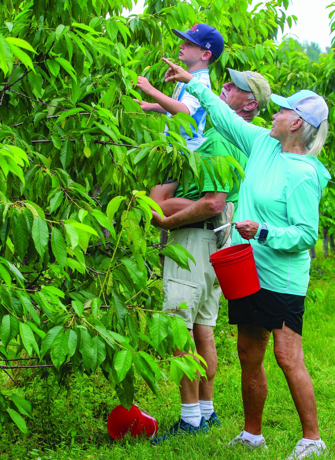 Sweet cherry harvest begins