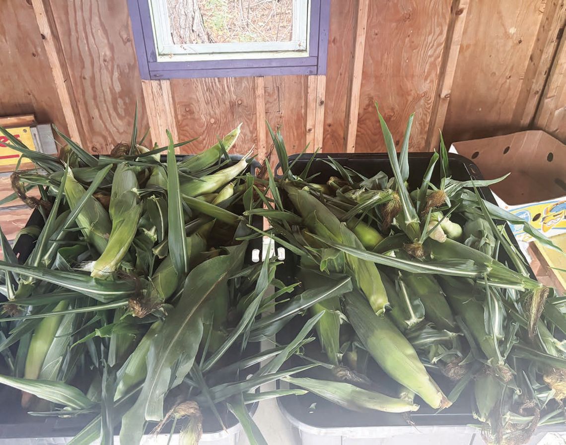 Sweet corn harvest: How sweet it is…