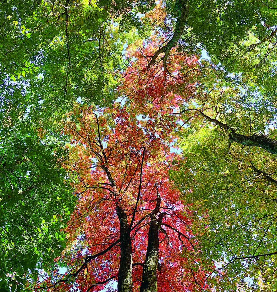 The arrival of fall colors signals the beginning of the snow season on the peninsula. Enterprise photo by Meakalia Previch-Liu