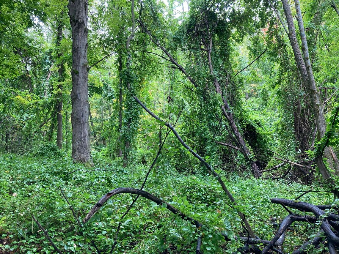 The ongoing fight against invasive species