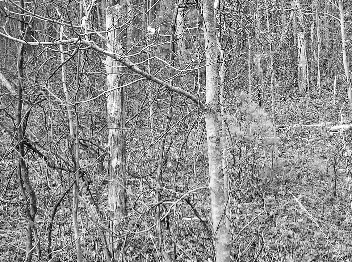 Exploring old places involves training one’s eye. See the old fenceline here? There are at least three posts lined up. Photo Source: Preserve Historic Sleeping Bear Online Archive