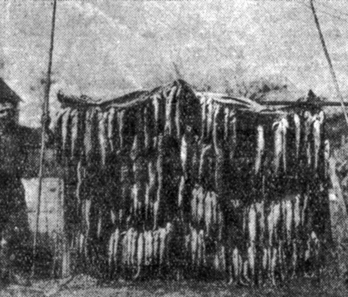 The war on dogfish and gar pike yielded this catch on Lake Leelanau which appeared in an undated clip from the Record Eagle.