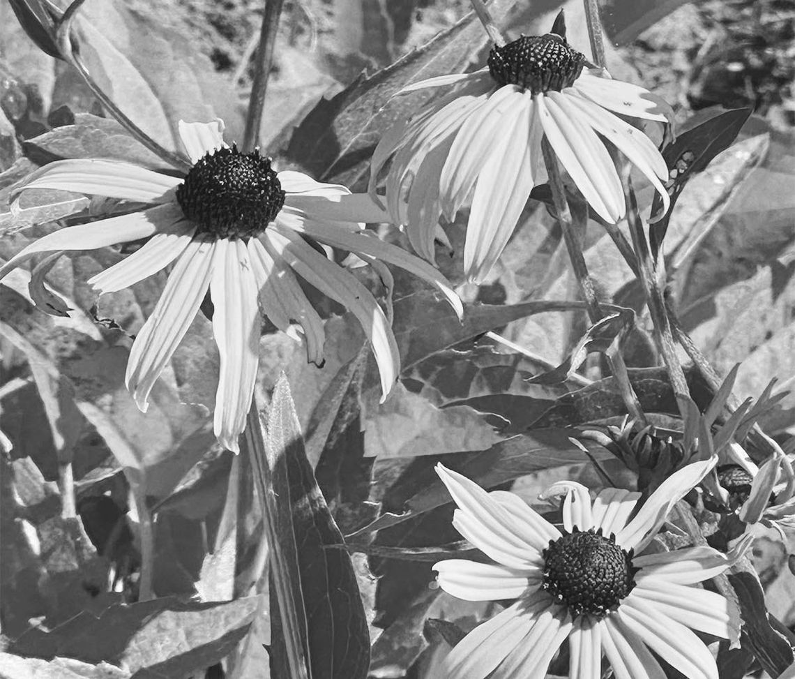 These Black-eyed Susans