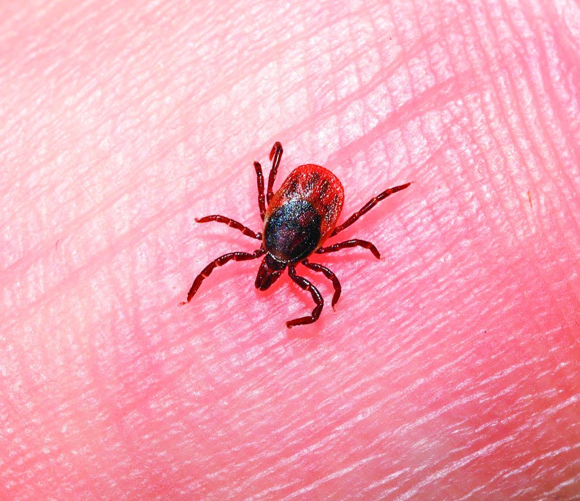 Ticks drive jump in Lyme disease