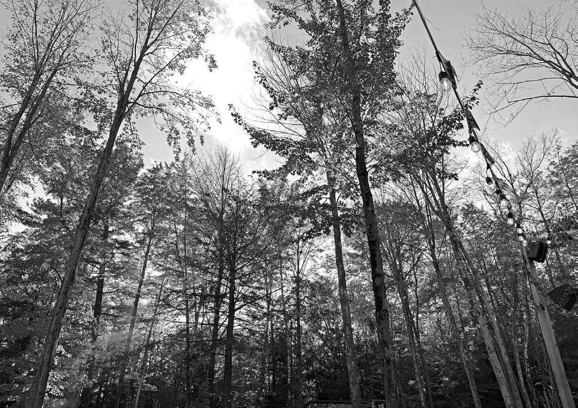 Tree City proposal gets cool reaction