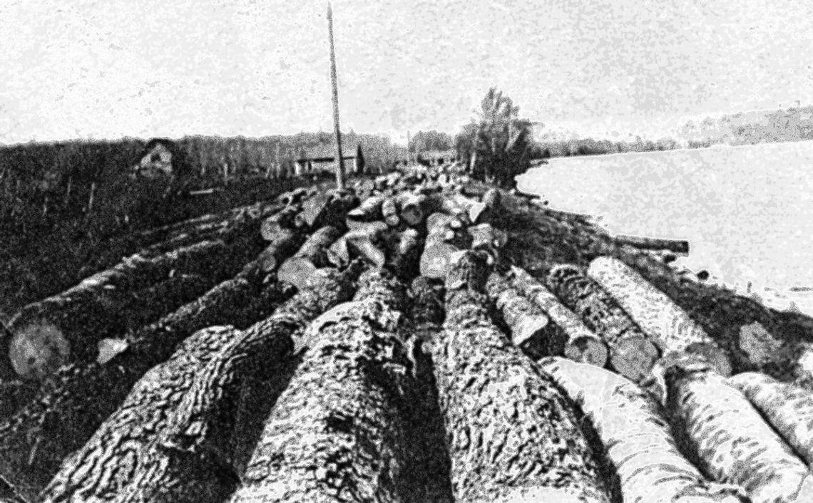 Virgin forest stripped from land