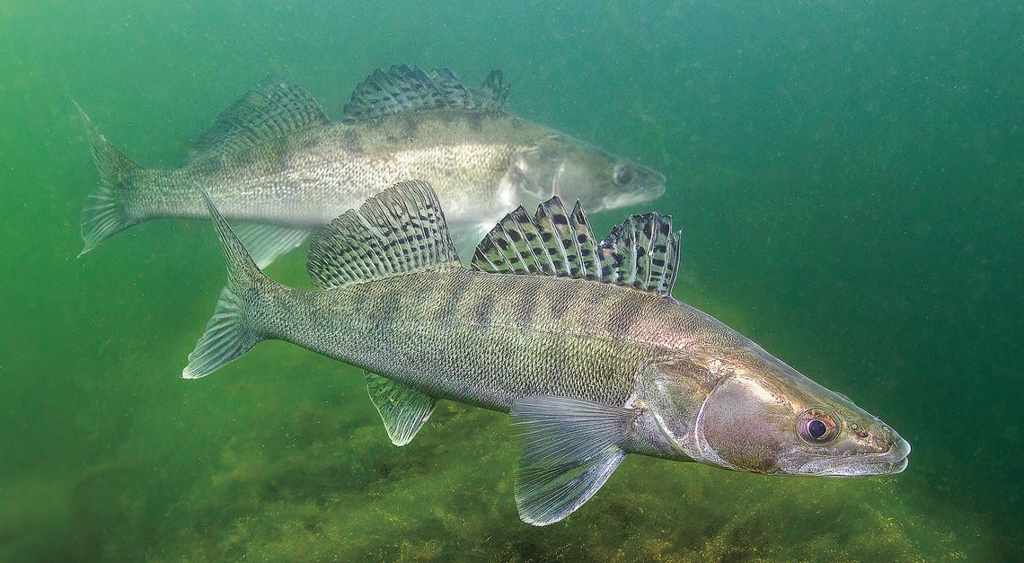 Walleye season opens