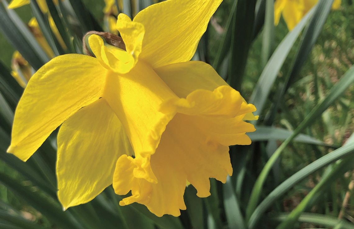 Warmer temperatures have brought on the first spring flowers of 2024 Warmer temperatures have brought on the first spring flowers of 2024. Enterprise photo by Amy Hubbell