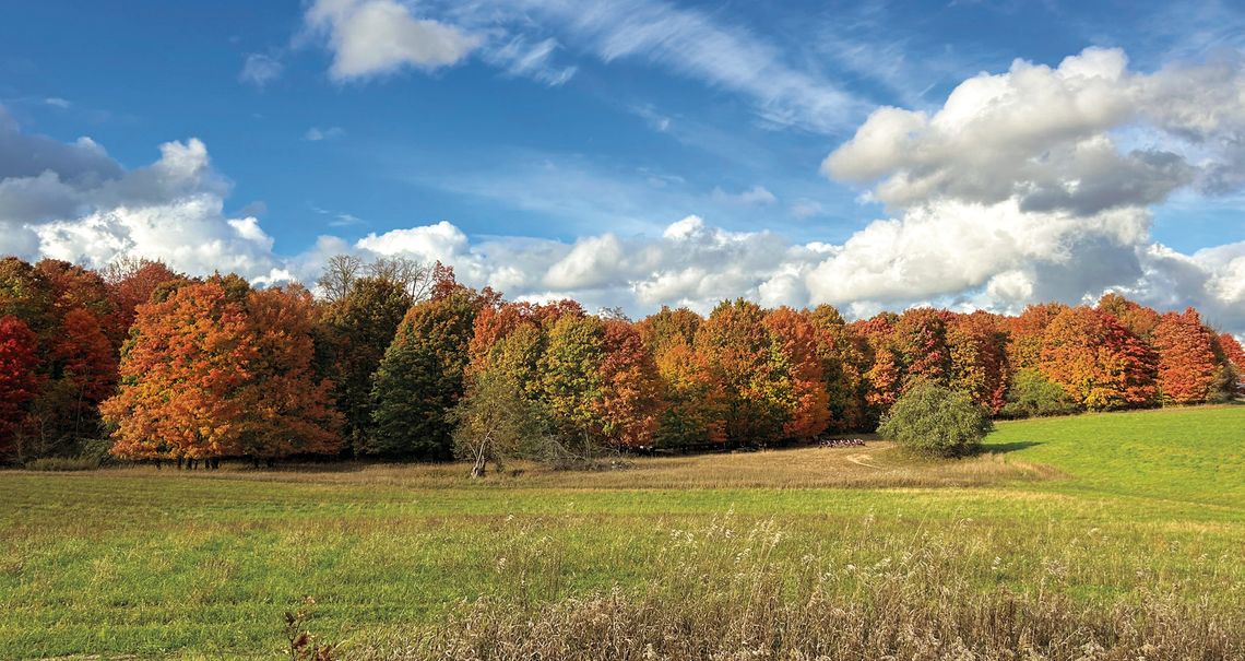 What could be the last of peak color was on display this week on Hohnke Road in Centerville Township